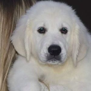 Meet your Posher, Carol